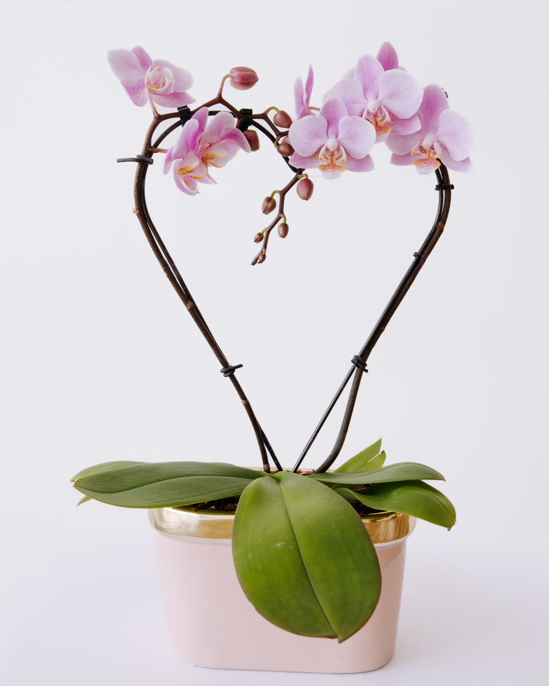 Mini Phalaenopsis Orchid