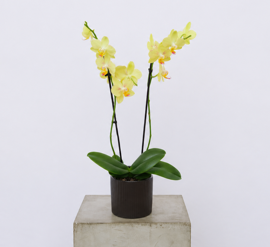Mini Phalaenopsis Orchid