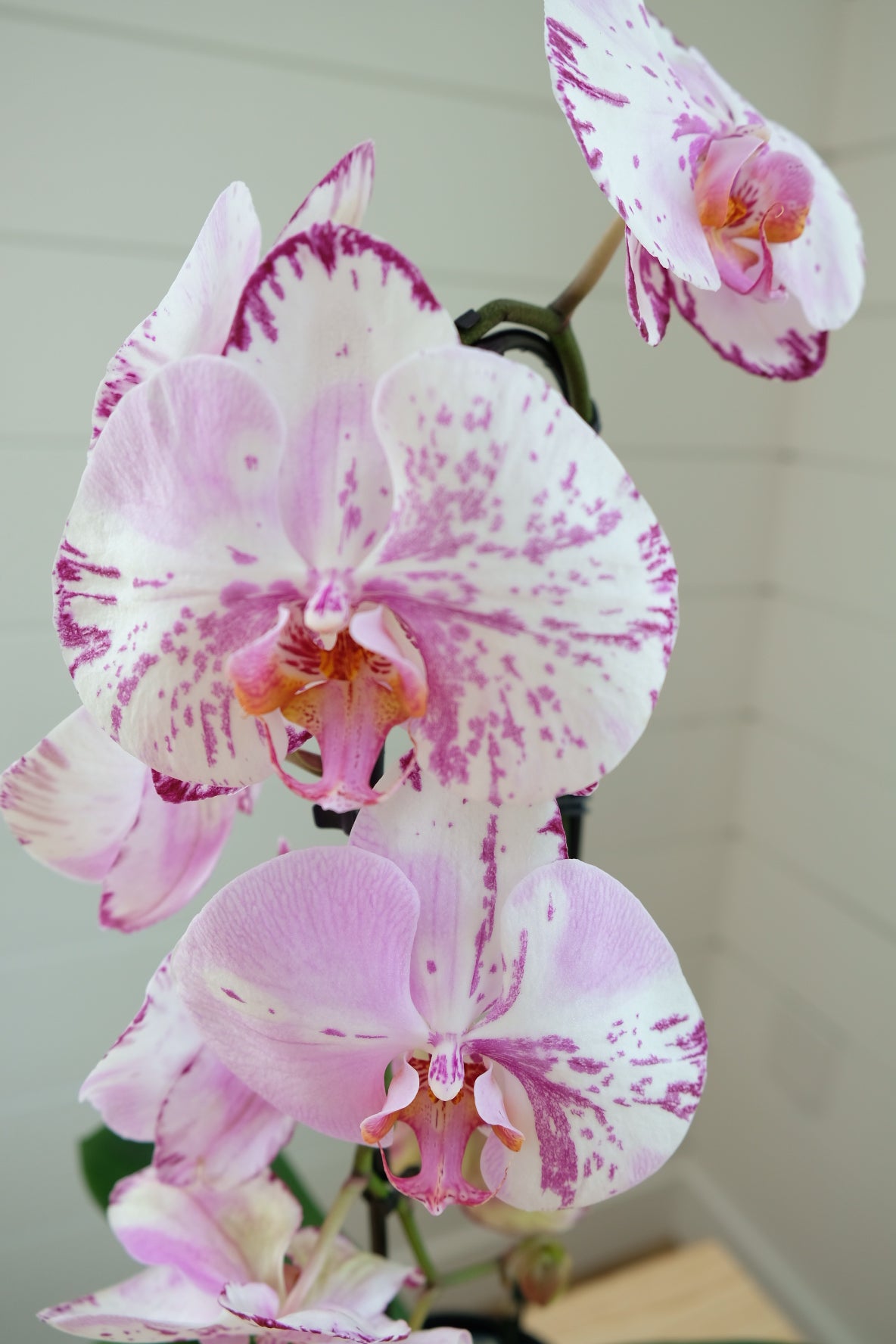 Pink Phalaenopsis Orchid