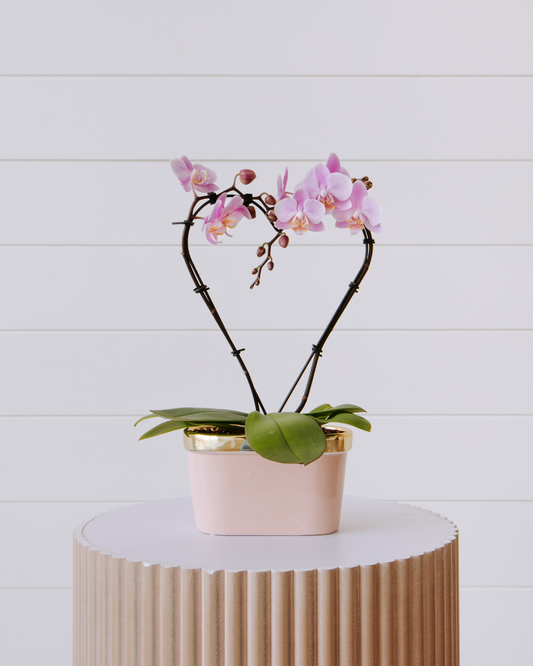 Mini Phalaenopsis Orchid