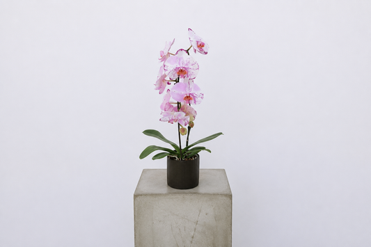 Pink Phalaenopsis Orchid