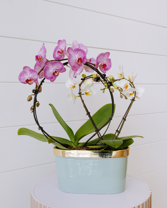 Triple Phalaenopsis Orchid