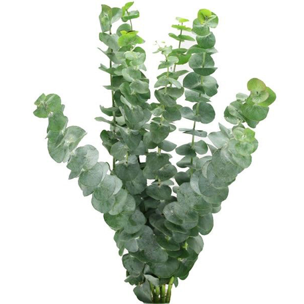 Eucalyptus Shower Bunch