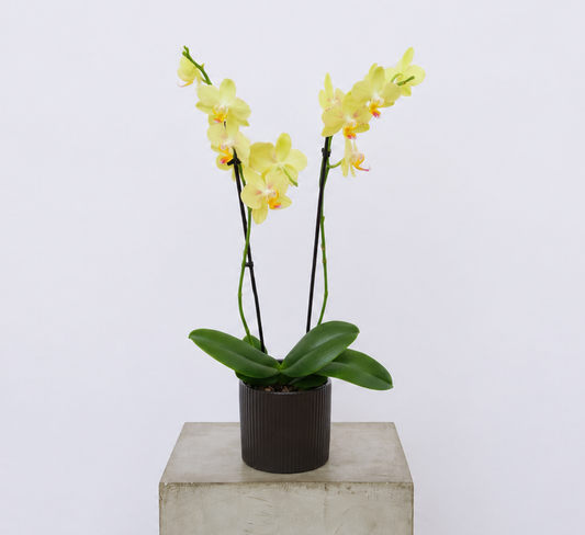 Mini Phalaenopsis Orchid